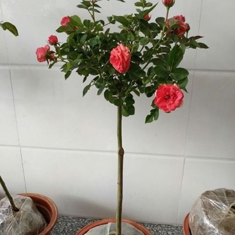 树桩月季庭院花卉植物树状季花苗欧月绿植盆栽盆景当年开花