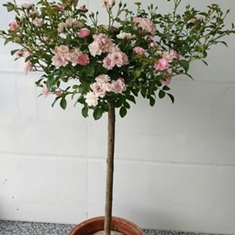 树桩月季庭院花卉植物树状季花苗欧月绿植盆栽盆景当年开花
