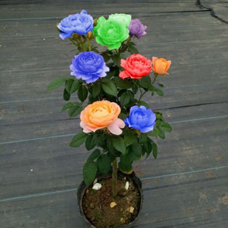 树桩月季庭院花卉植物树状季花苗欧月绿植盆栽盆景当年开花