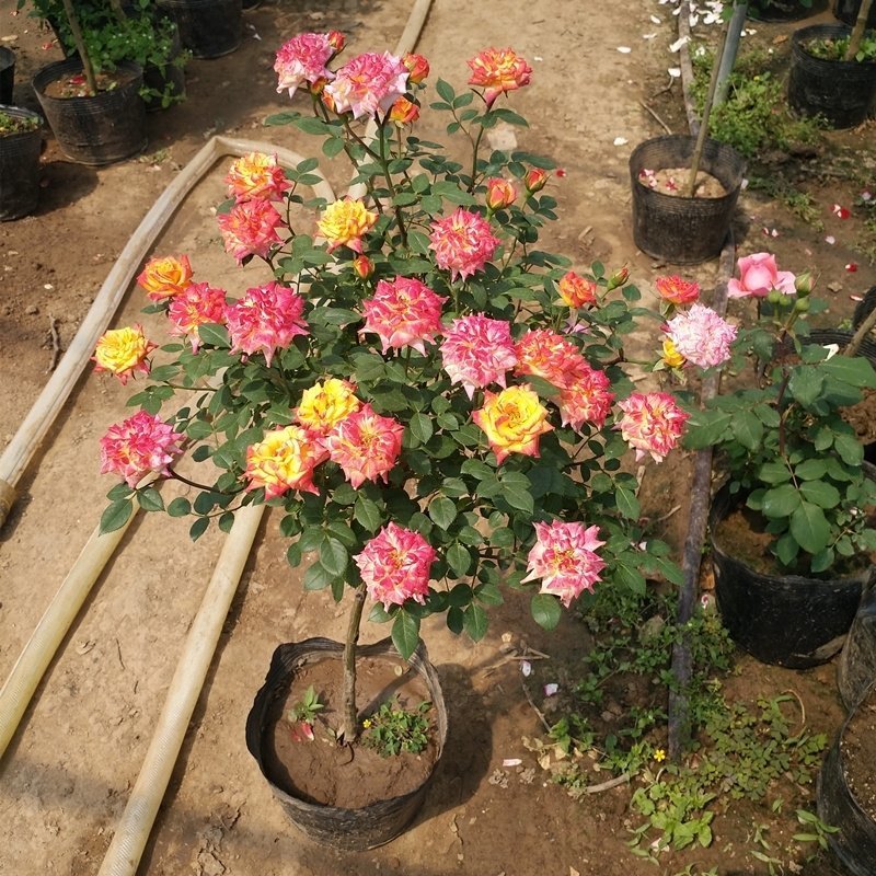 树桩月季庭院花卉植物树状季花苗欧月绿植盆栽盆景当年开花