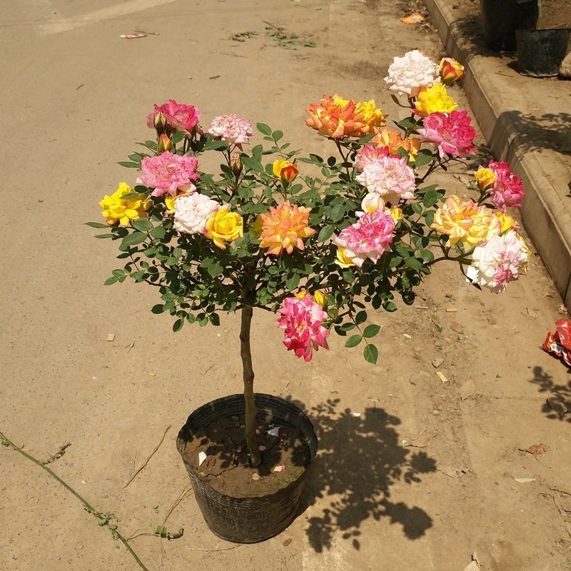 树桩月季庭院花卉植物树状季花苗欧月绿植盆栽盆景当年开花