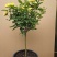 树桩月季庭院花卉植物树状季花苗欧月绿植盆栽盆景当年开花