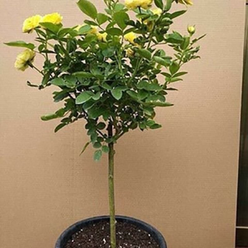 树桩月季庭院花卉植物树状季花苗欧月绿植盆栽盆景当年开花