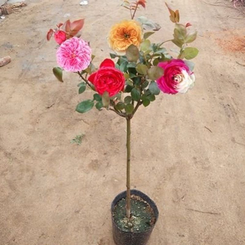 树桩月季庭院花卉植物树状季花苗欧月绿植盆栽盆景当年开花