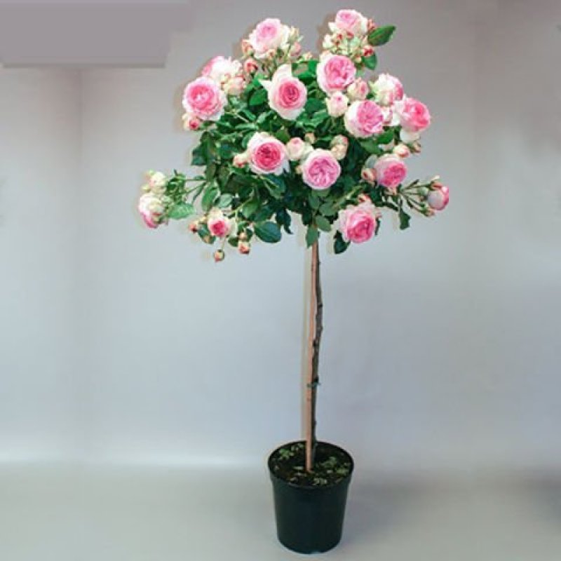 树桩月季庭院花卉植物树状季花苗欧月绿植盆栽盆景当年开花