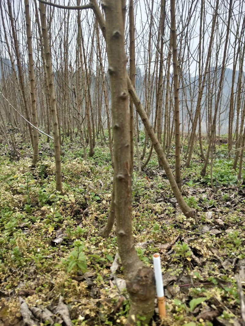 蜂糖李子苗100~150cm