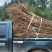 蜂糖李子苗100~150cm