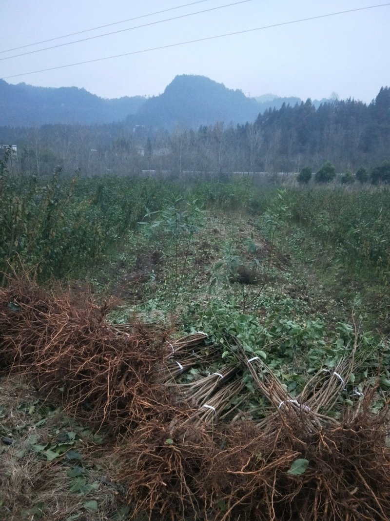 蜂糖李子苗100~150cm