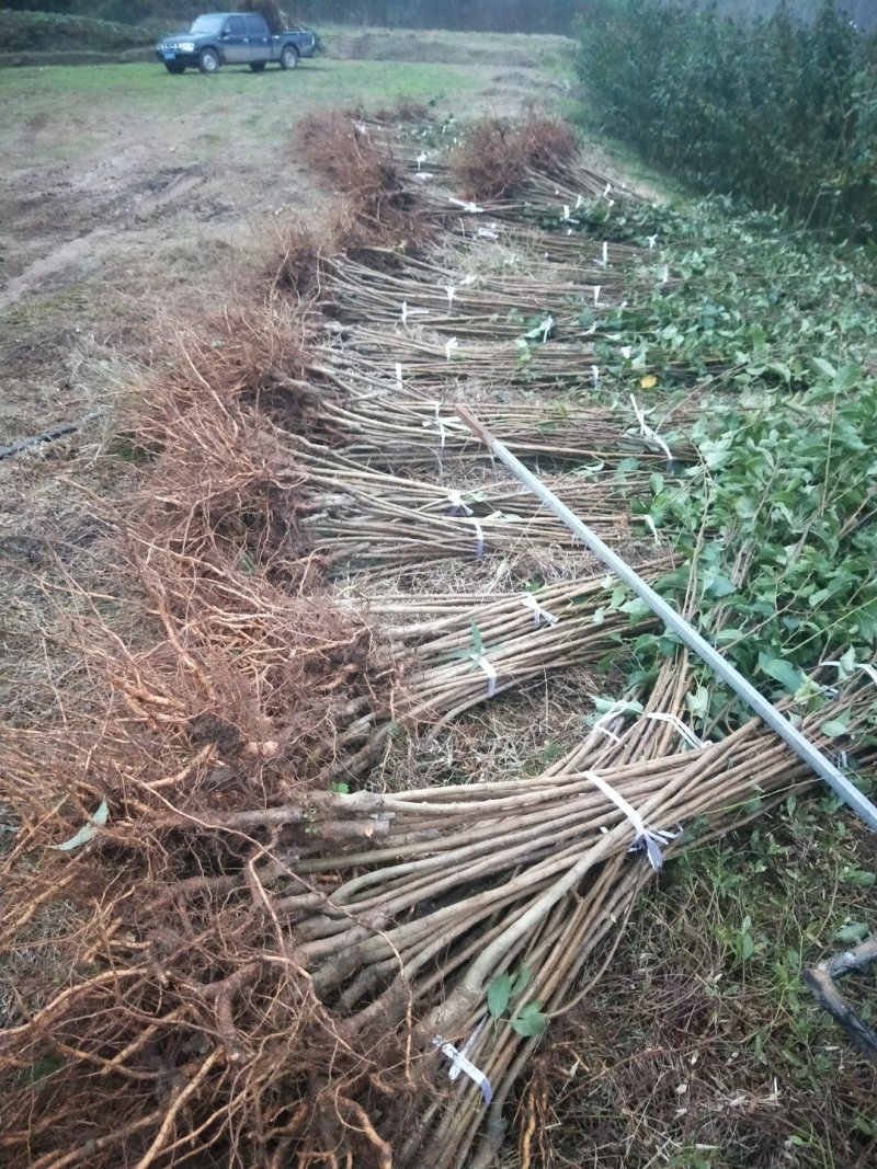 蜂糖李子苗100~150cm