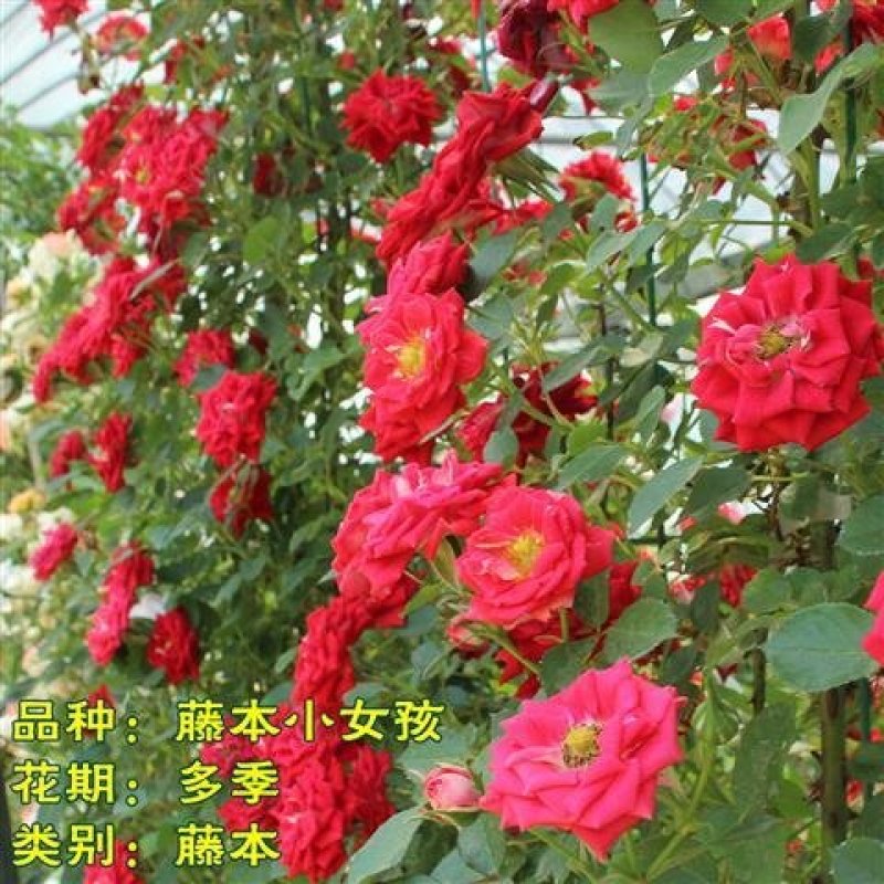 月季藤本欧月花苗庭院盆栽四季开花大苗爬藤庭院浓香大花月季
