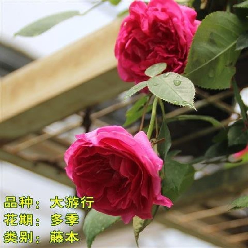 月季藤本欧月花苗庭院盆栽四季开花大苗爬藤庭院浓香大花月季