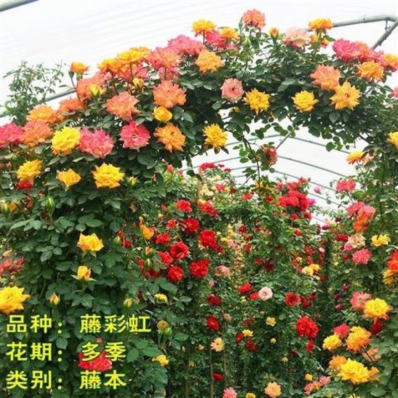 月季藤本欧月花苗庭院盆栽四季开花大苗爬藤庭院浓香大花月季