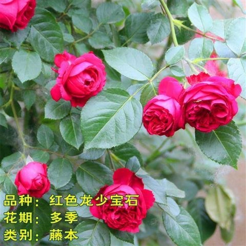 月季藤本欧月花苗庭院盆栽四季开花大苗爬藤庭院浓香大花月季