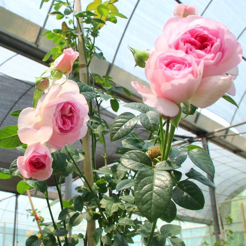 月季藤本欧月花苗庭院盆栽四季开花大苗爬藤庭院浓香大花月季