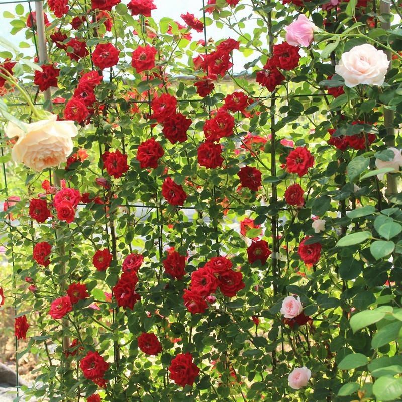 月季藤本欧月花苗庭院盆栽四季开花大苗爬藤庭院浓香大花月季