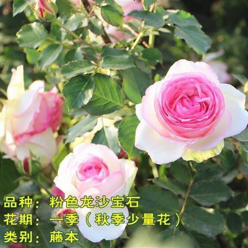 月季藤本欧月花苗庭院盆栽四季开花大苗爬藤庭院浓香大花月季