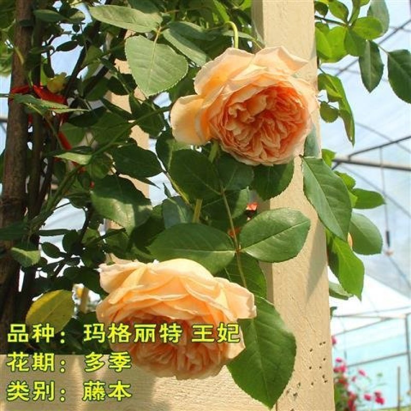 月季藤本欧月花苗庭院盆栽四季开花大苗爬藤庭院浓香大花月季