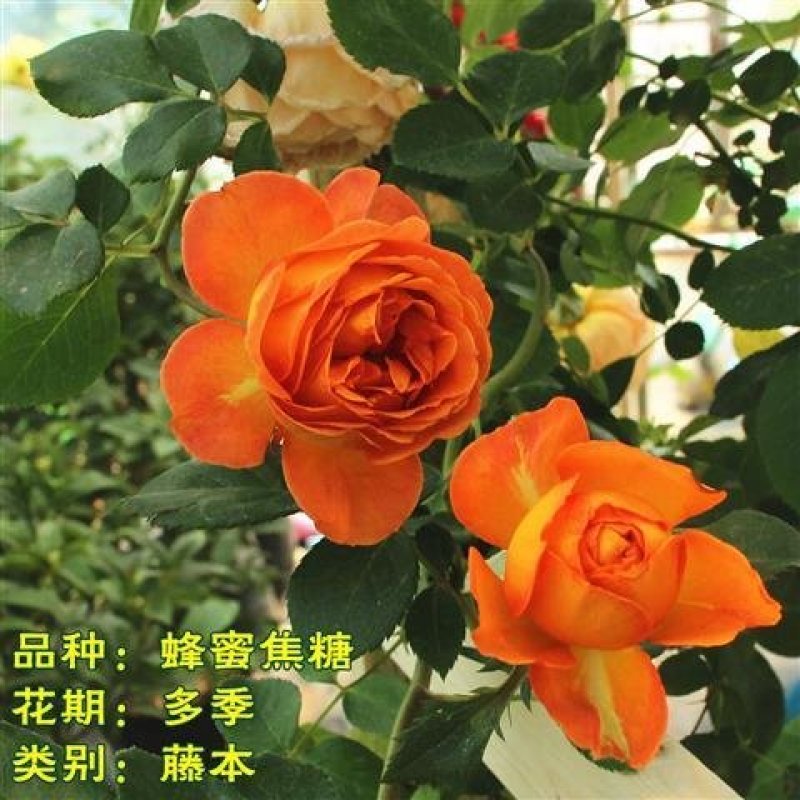 月季藤本欧月花苗庭院盆栽四季开花大苗爬藤庭院浓香大花月季