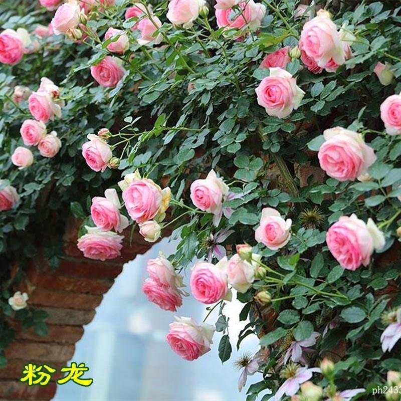 月季藤本欧月花苗庭院盆栽四季开花大苗爬藤庭院浓香大花月季