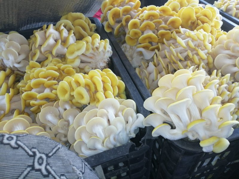 菌包出售，菌包重量3公斤左右，出菇率最少2公斤左右
