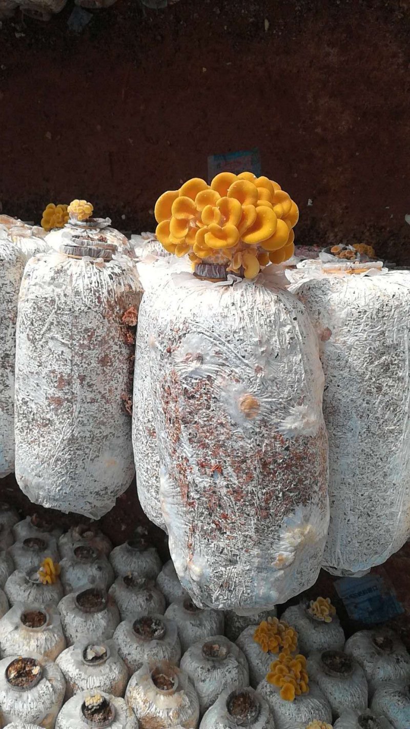 菌包出售，菌包重量3公斤左右，出菇率最少2公斤左右