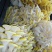 菌包出售，菌包重量3公斤左右，出菇率最少2公斤左右