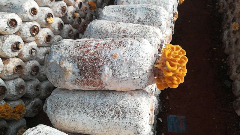 菌包出售，菌包重量3公斤左右，出菇率最少2公斤左右