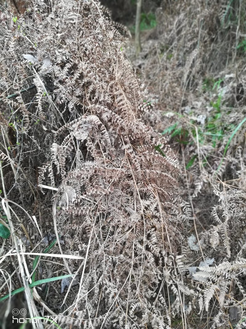 蕨菜根，鲜货，地方湖南永州道县