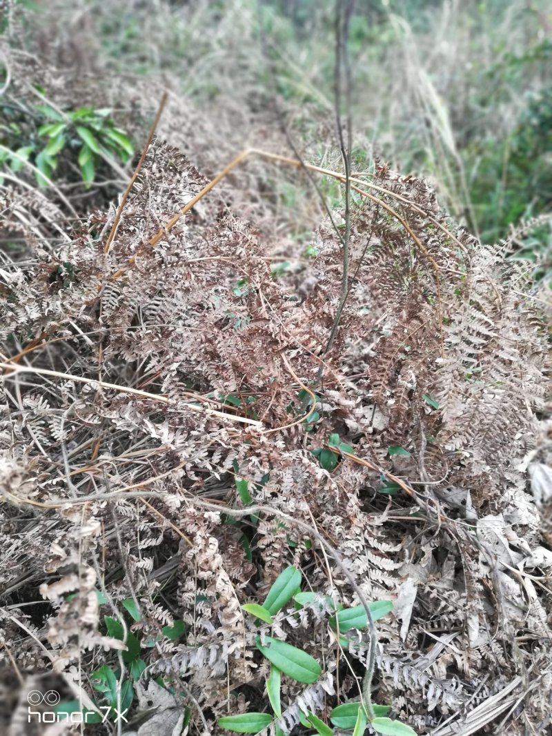 蕨菜根，鲜货，地方湖南永州道县