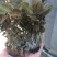 金线莲种子发芽率95%以上货到付款免费提供种植技术