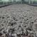金线莲种子发芽率95%以上货到付款免费提供种植技术