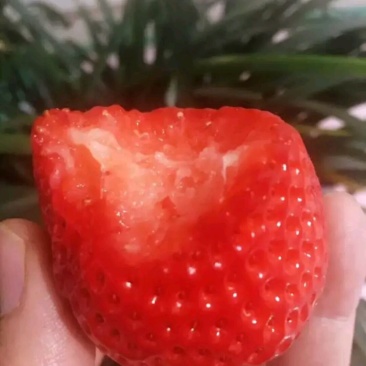 丹东东港九九草莓🍓