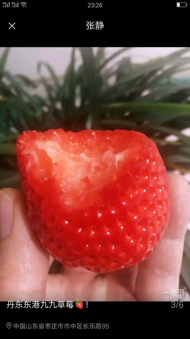 丹东东港九九草莓🍓