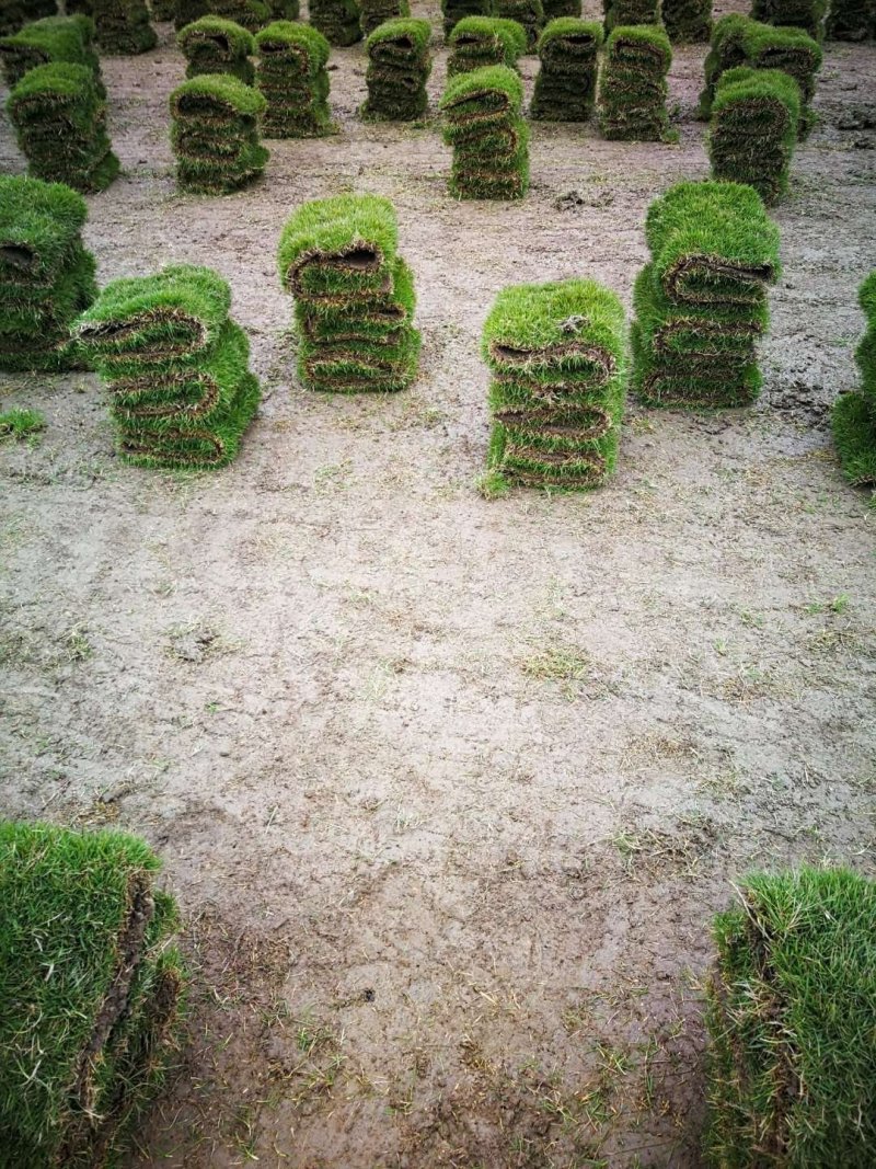 马尼拉草坪