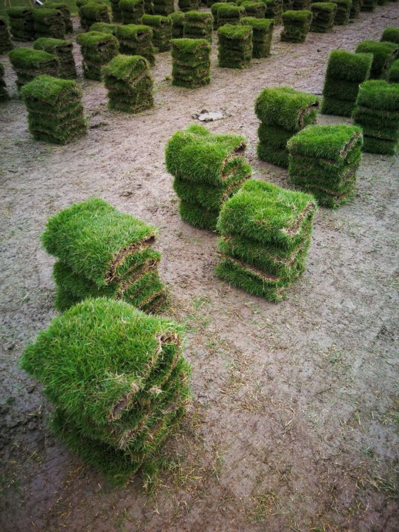 马尼拉草坪