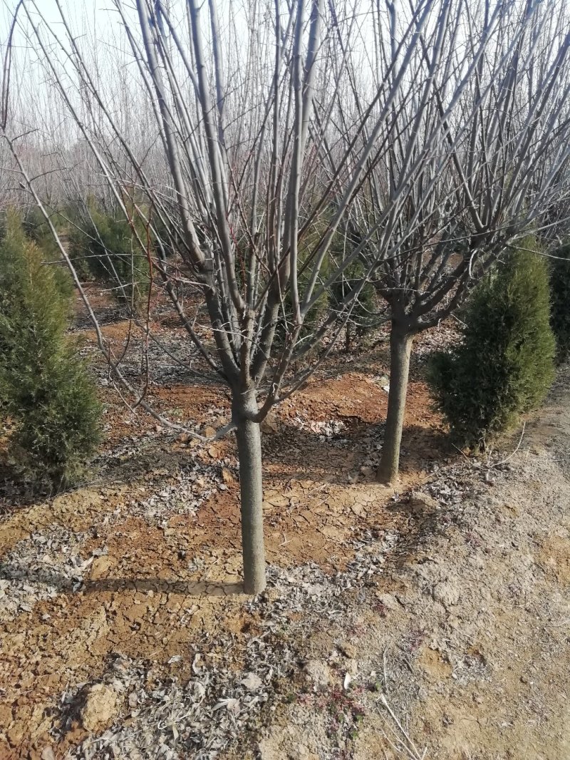 红叶梨，冠浮好，2.....15公分，规格齐全