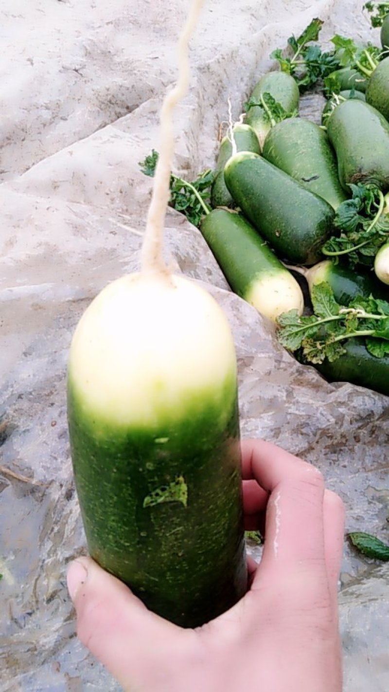 萝卜，各类蔬菜。各种萝卜