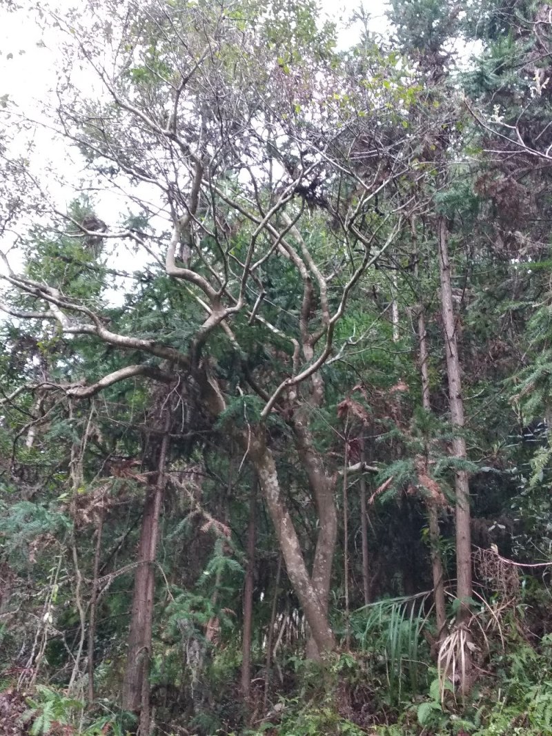 乔灌木