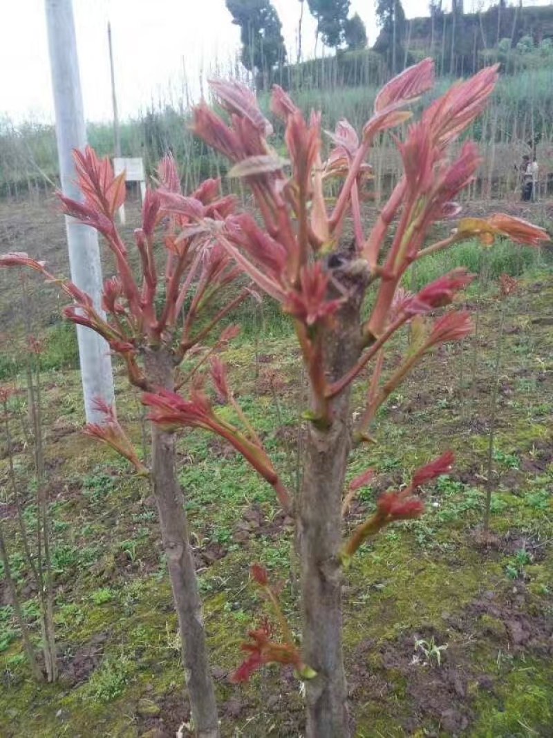 香椿芽10cm以下