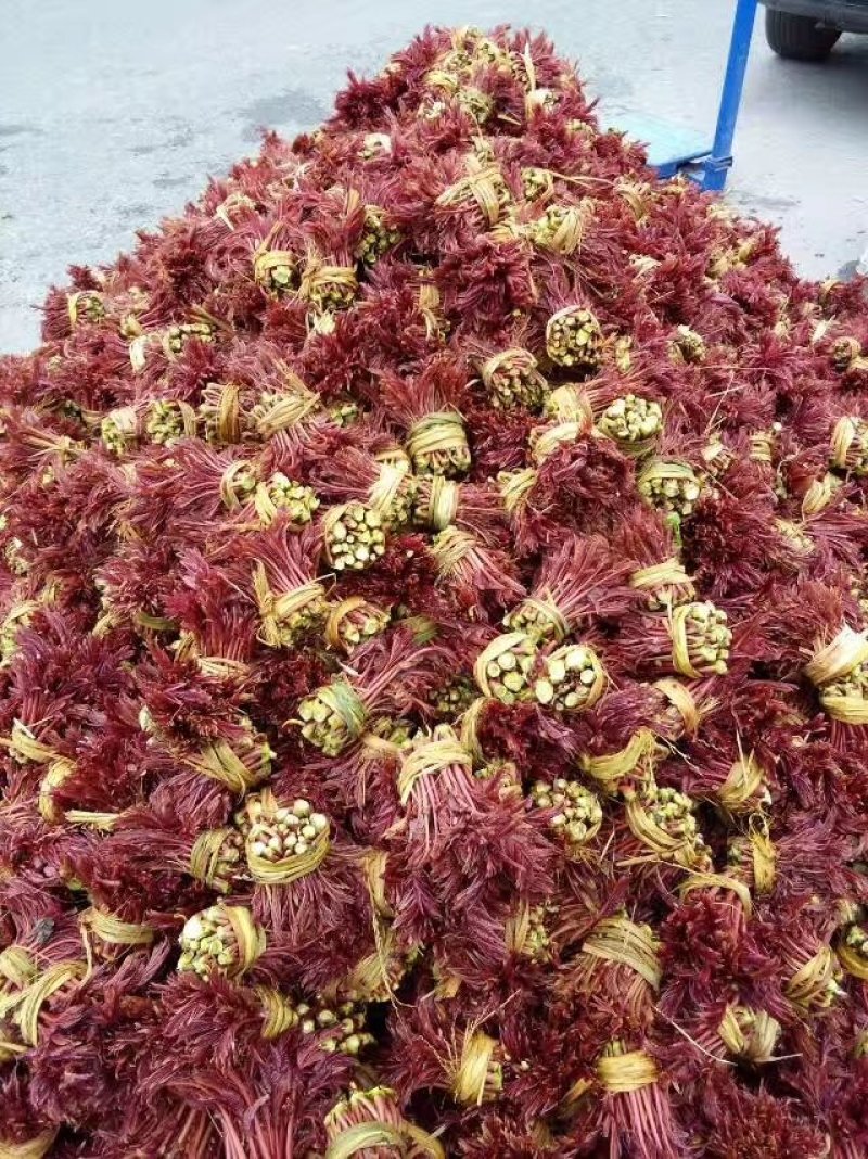 香椿芽10cm以下
