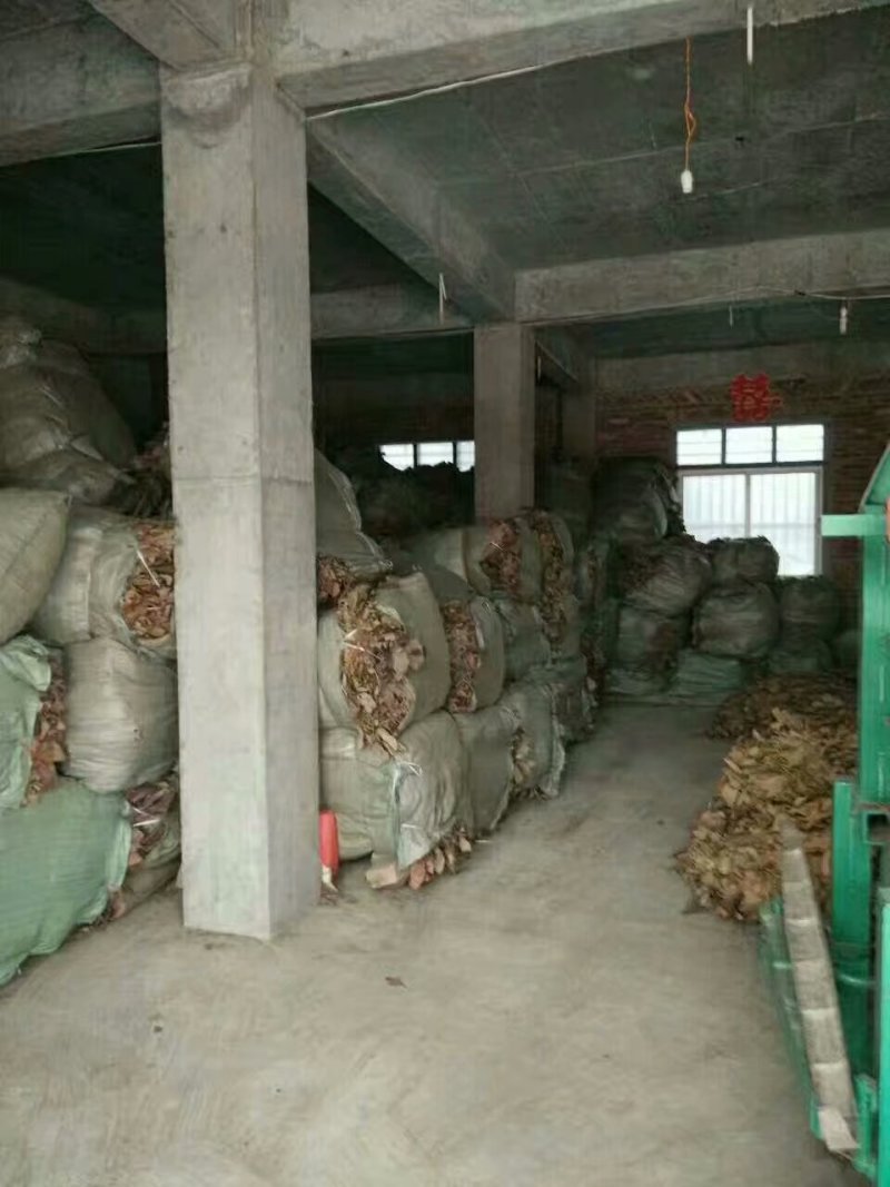 枇杷叶(学名：Eriobotryajaponic