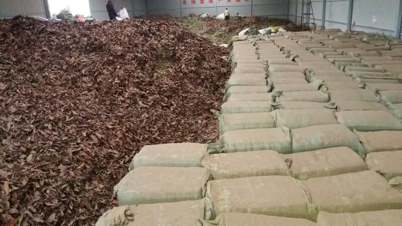 统枇杷叶巴叶芦桔叶蜜枇杷叶