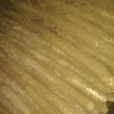 白玉山药