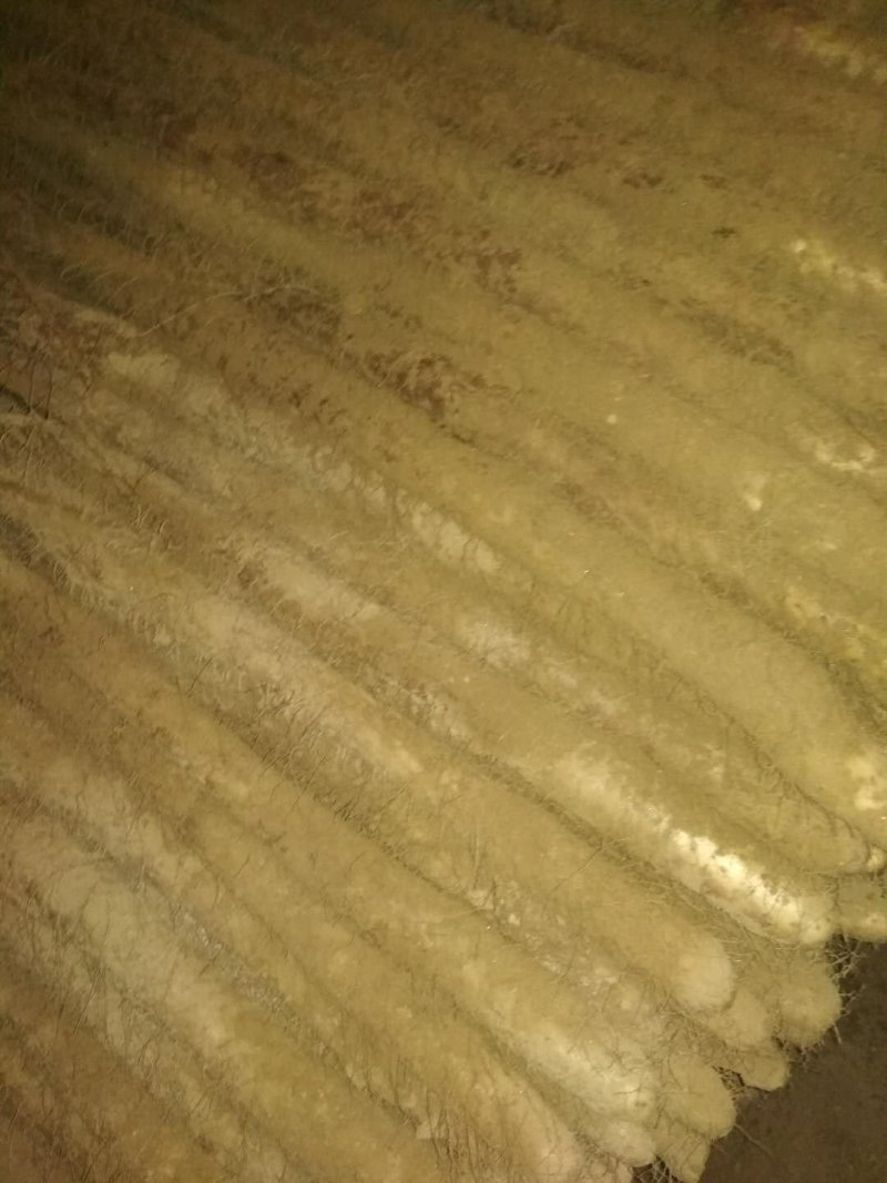 白玉山药