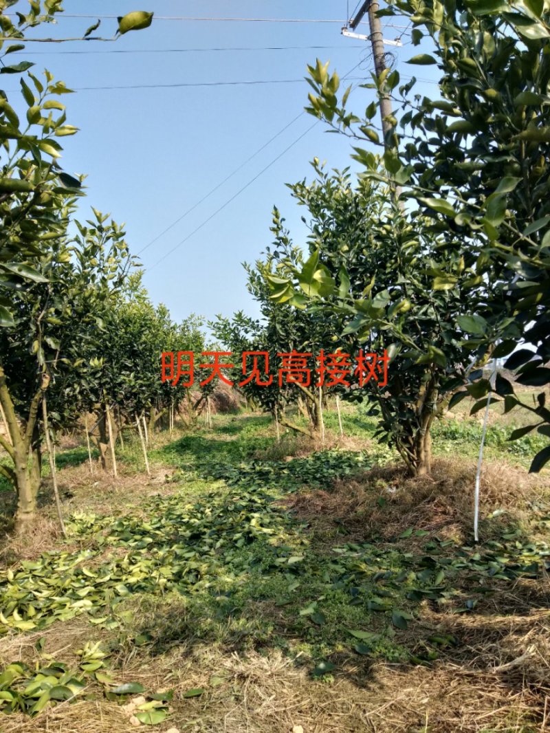 嫁接穗条明日见枝条66元一斤，50亩明日见基本可实地考察