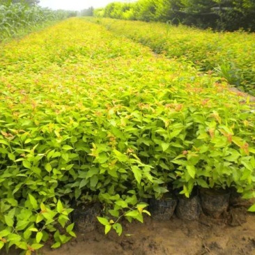 供应,金山绣线菊15-50公分