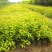 供应,金山绣线菊15-50公分