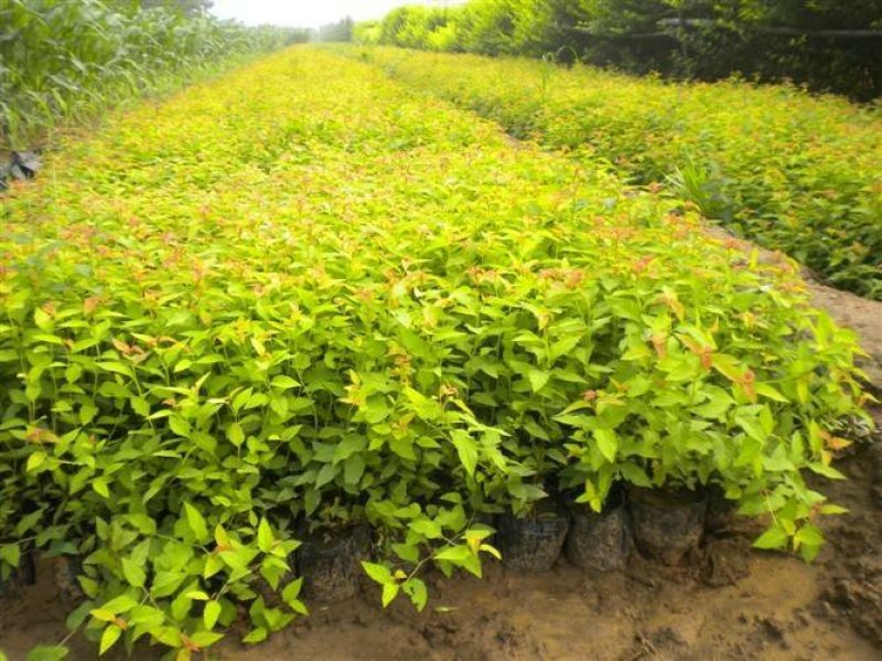 供应，金山绣线菊15-50公分