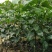 香橙枕091无核沃柑苗，红桔枕无核沃柑苗，品种正，裸苗，