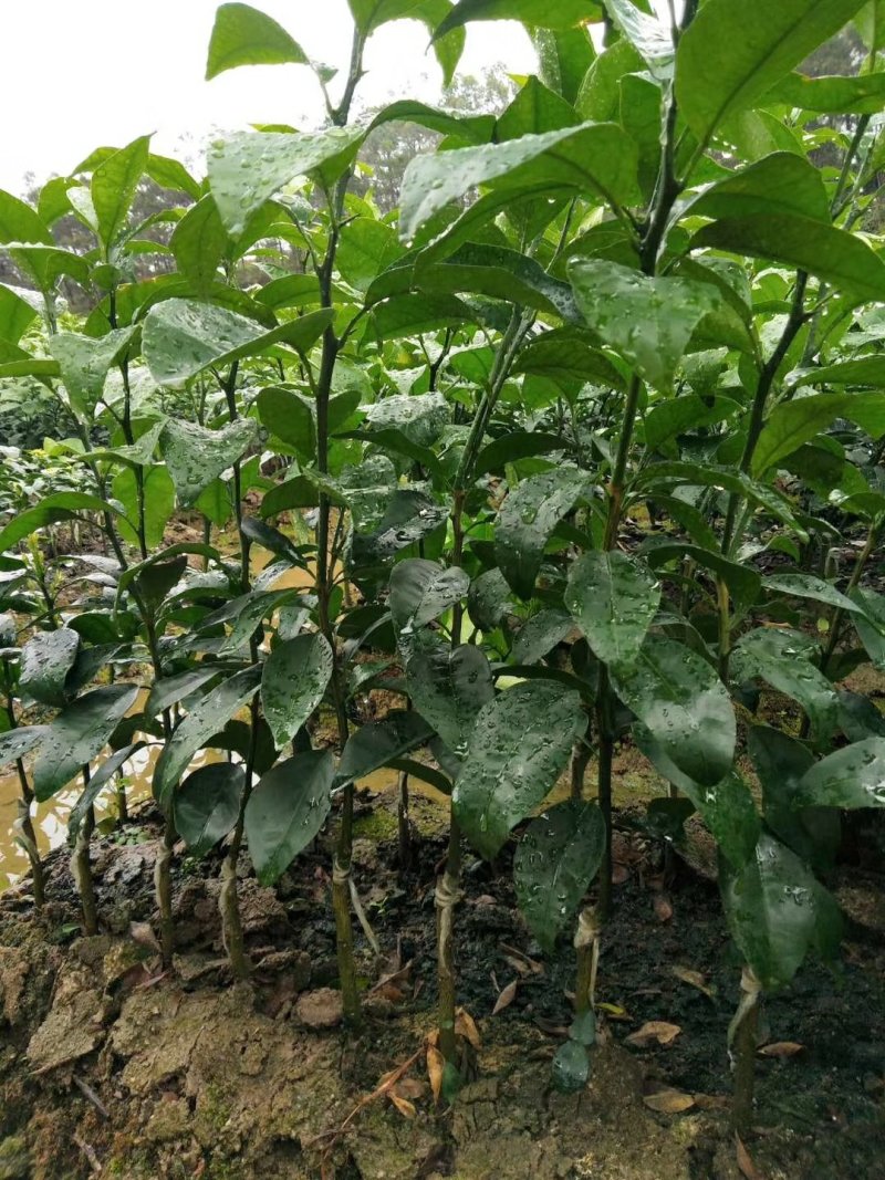 香橙枕091无核沃柑苗，红桔枕无核沃柑苗，品种正，裸苗，